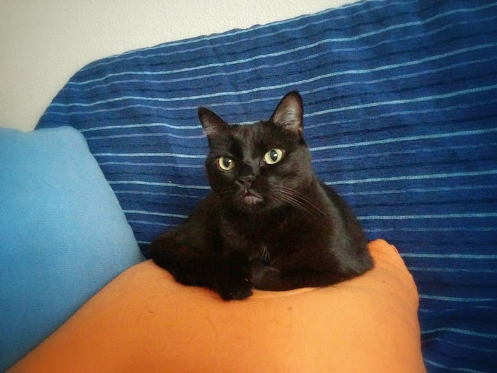 El secreto de los&nbsp;gatos