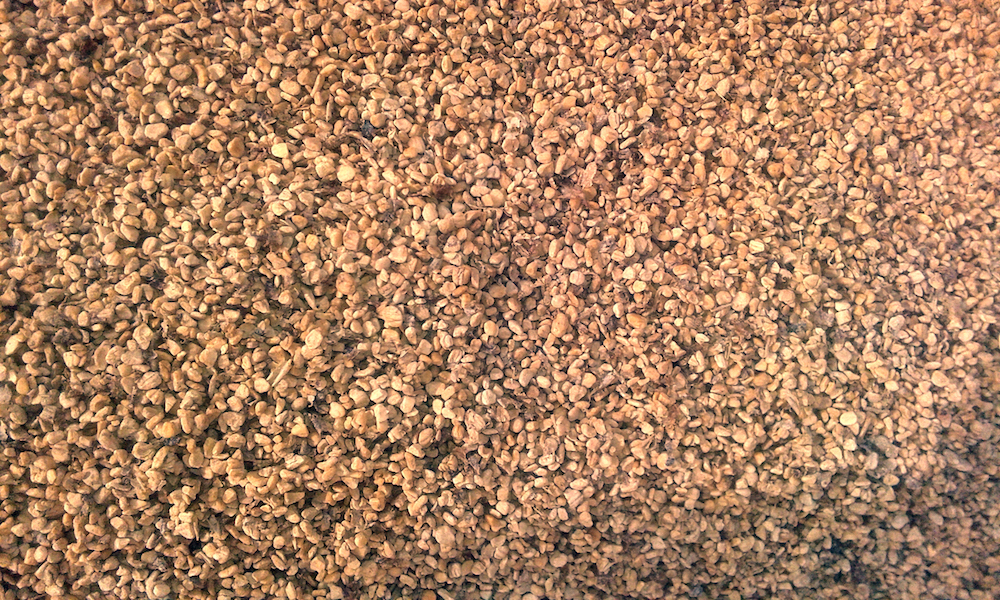 Hueso de aceituna: ecología y&nbsp;negocio