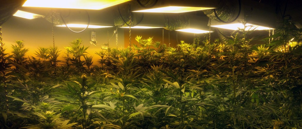 Guerra contra la&nbsp;marihuana