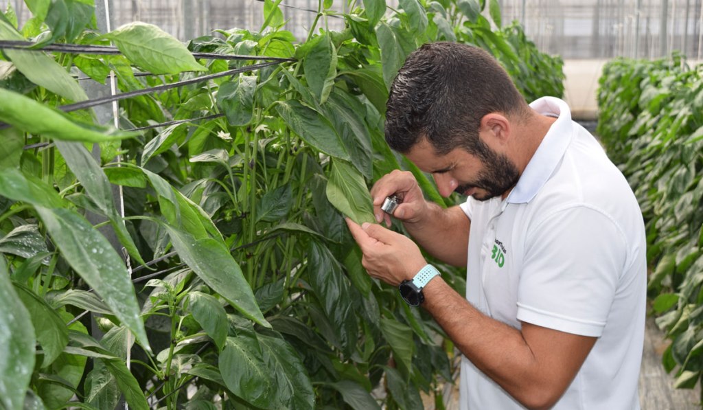 Ecoinvernaderos: el futuro sostenible de la&nbsp;agricultura