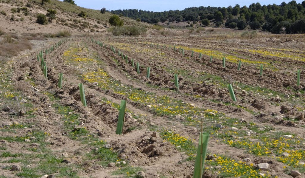 Bosques contra el cambio&nbsp;climático