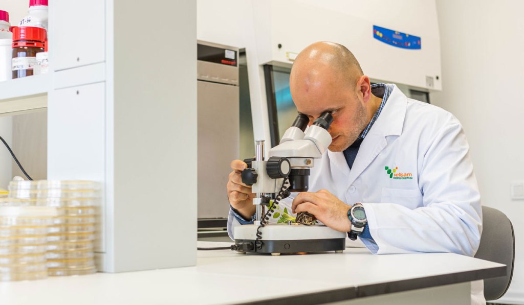 Vacunas para cultivos más sostenibles