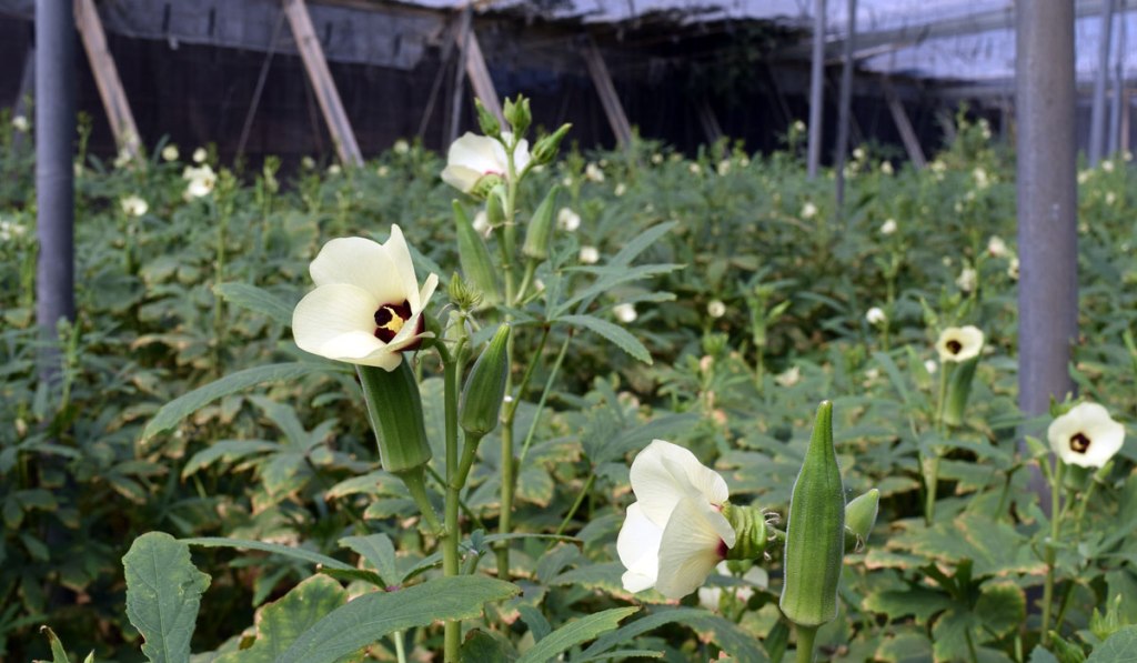 Cultivo de okra en Cabo de Gata. Foto de Miguel Blanco / Foco Sur