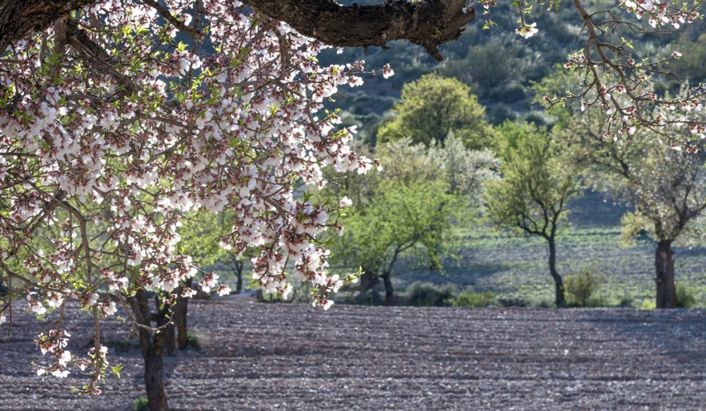 El cambio climático amenaza al campo almeriense