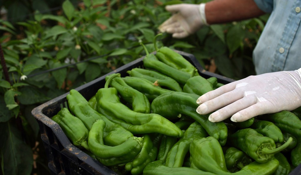 Las claves de la nueva campaña&nbsp;agrícola