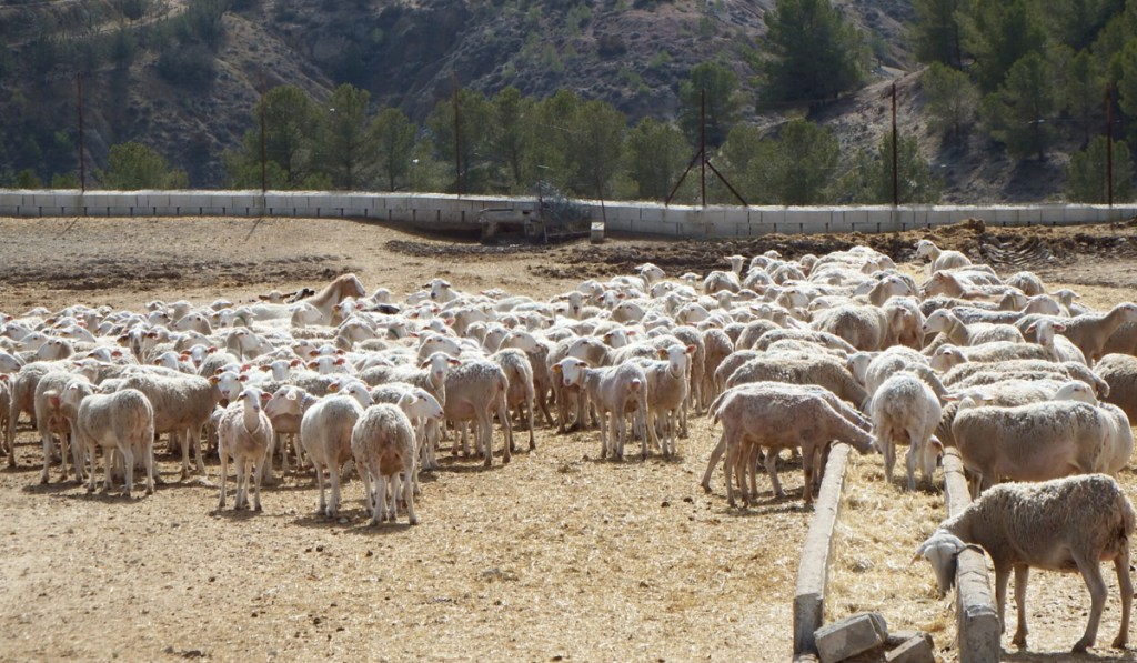 Ganaderos del siglo XXI